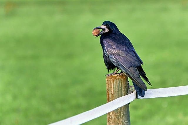 are-ravens-smarter-than-crows