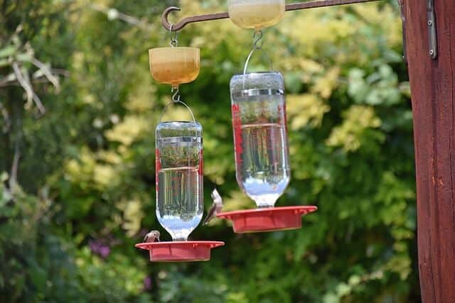 how-far-apart-should-hummingbird-feeders-be