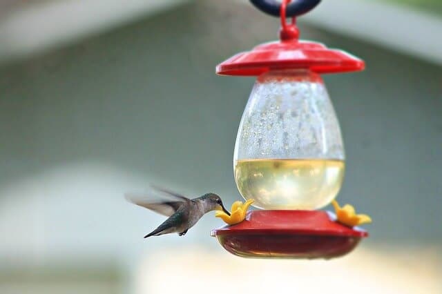 hummingbird-sucking-nectar-from-a-feeder