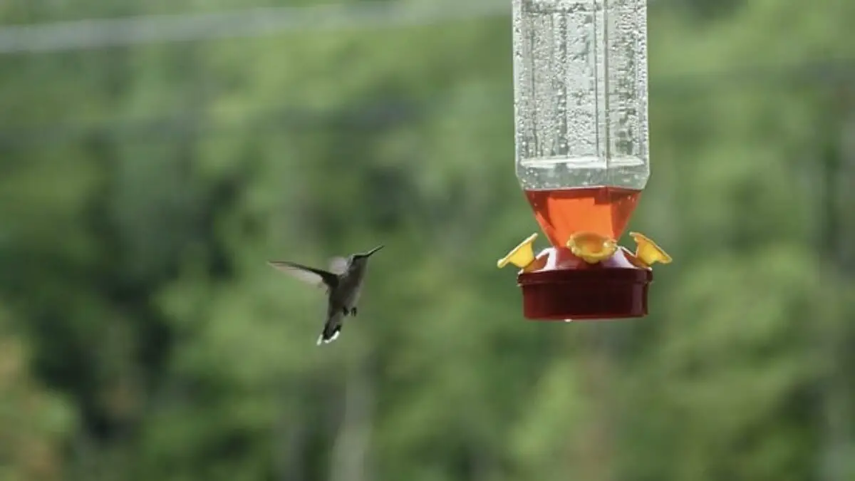 hummingbird feeders attract rats