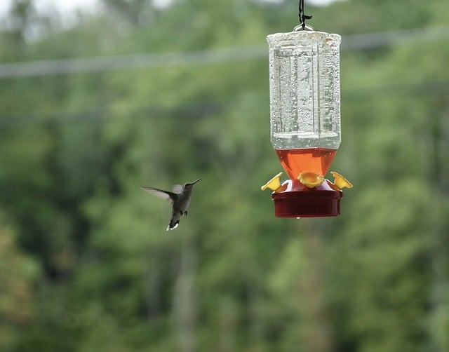 Do-Hummingbird-Feeders-Attract-Rats