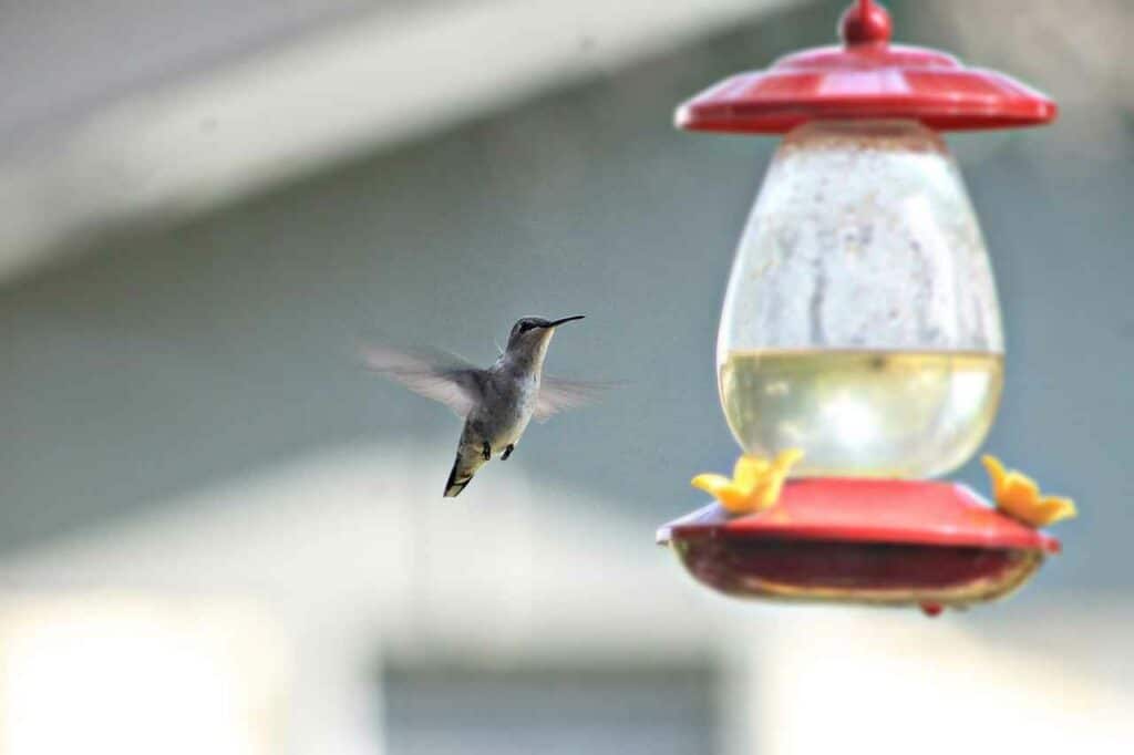 hummingbird-near-a-feeder