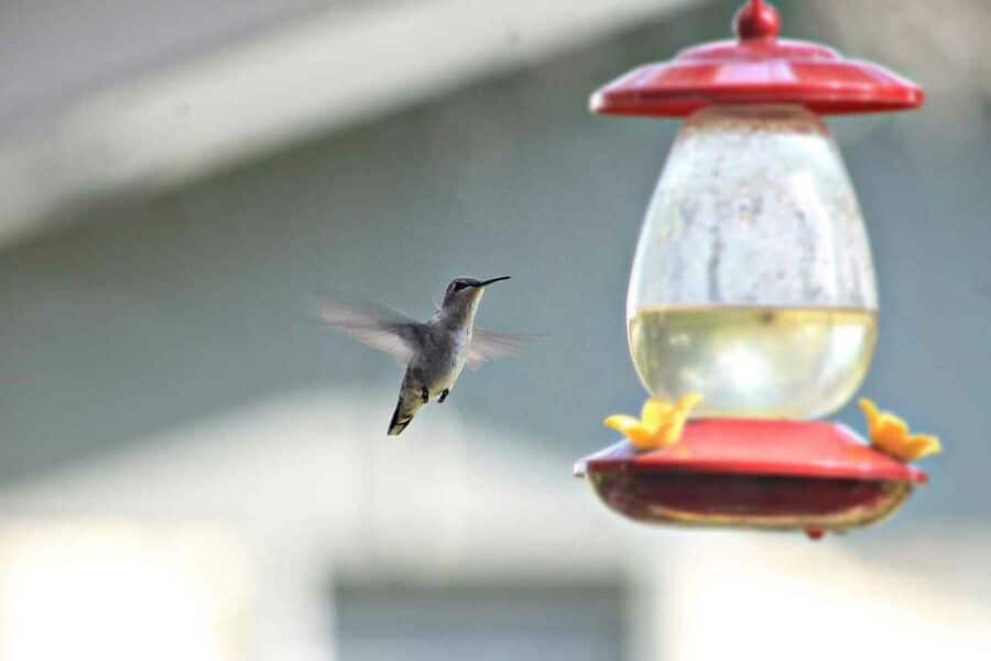 9 Clever Ways To Keep Wasps Out Of Hummingbird Feeders Bird Avid