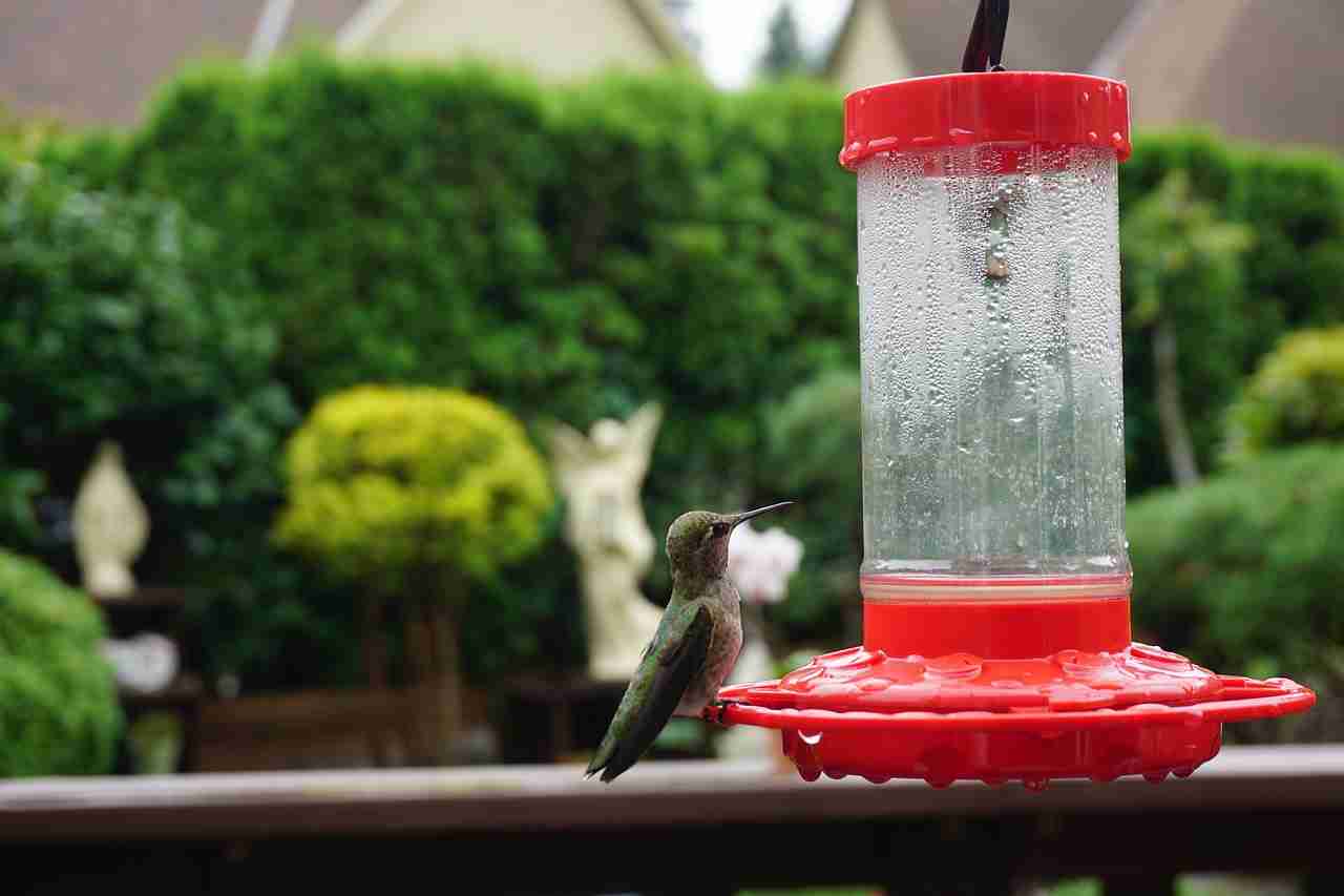 9 Clever Ways To Keep Wasps Out Of Hummingbird Feeders Bird Avid
