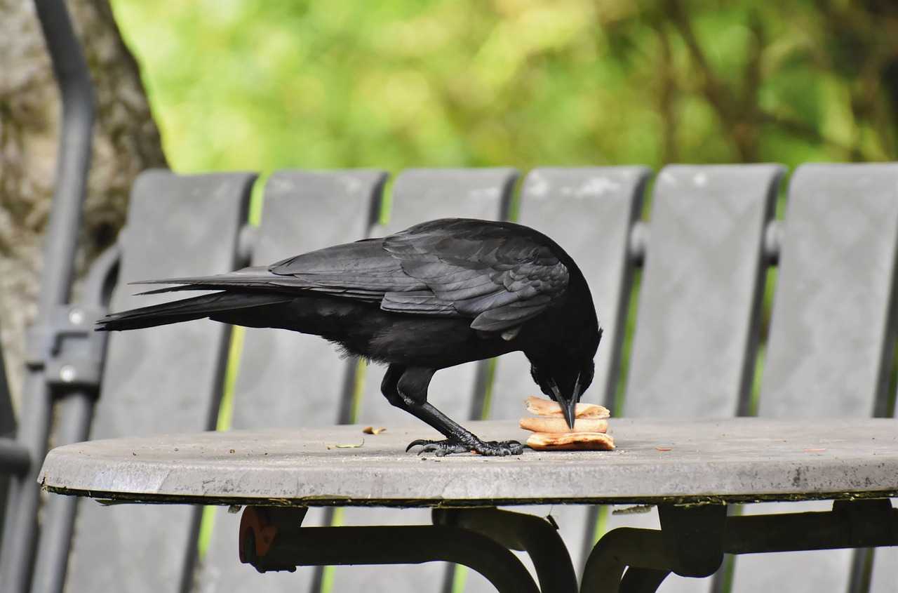 Are Ravens Smarter Than Crows? - Bird Avid