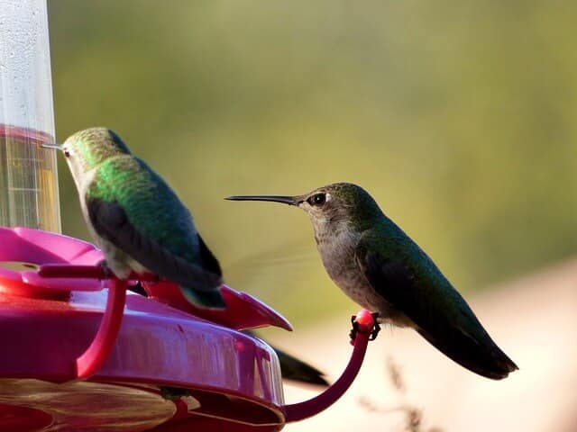 two-hummingbirds-perched-on-a-feeder