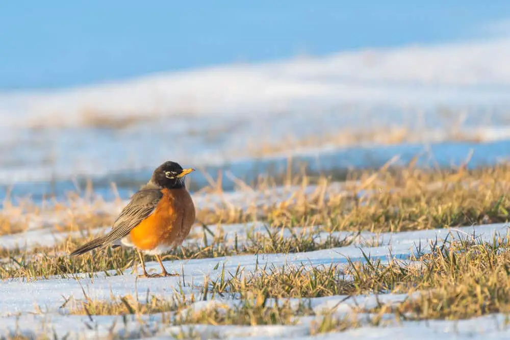 what-do-robins-eat-when-there-is-snow-on-the-ground