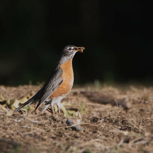 Do Robins Eat Mice? All You Need To Know! Bird Avid