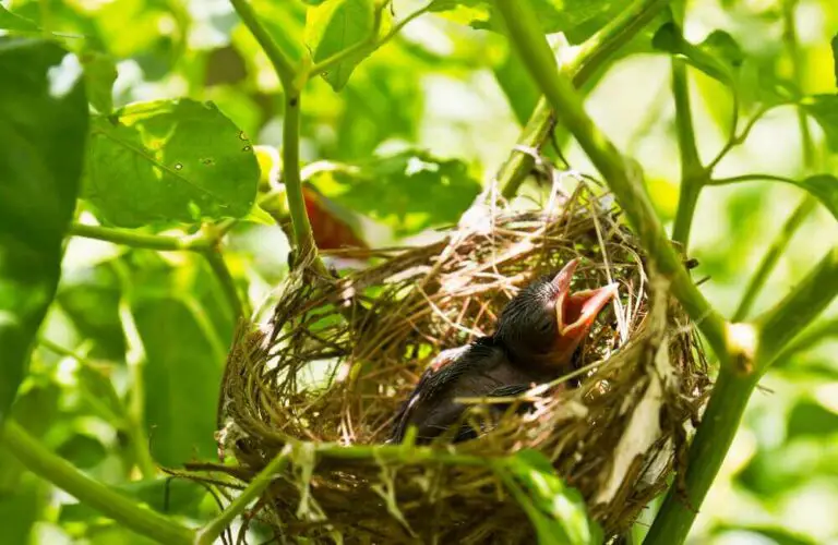 where-do-baby-robins-go-when-they-leave-the-nest