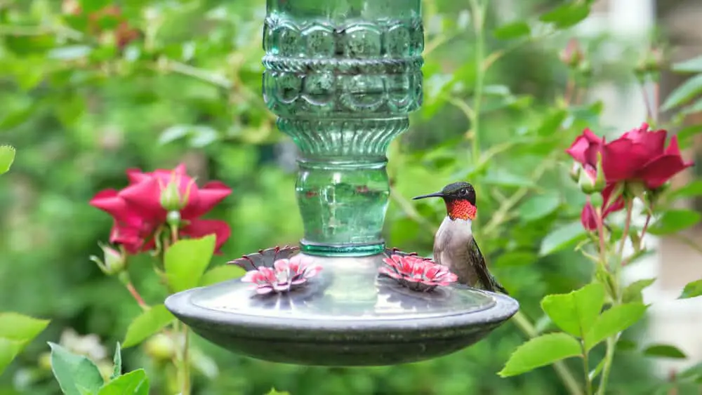 how-long-does-it-take-hummingbird-to-find-a-feeder