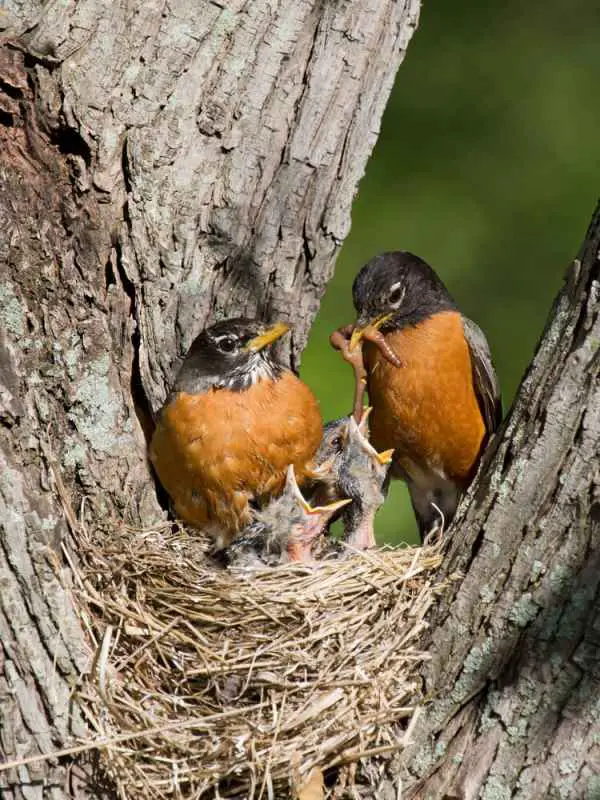 robins-feeding-their-young-ones