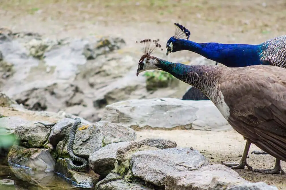 do-peacocks-eat-snakes