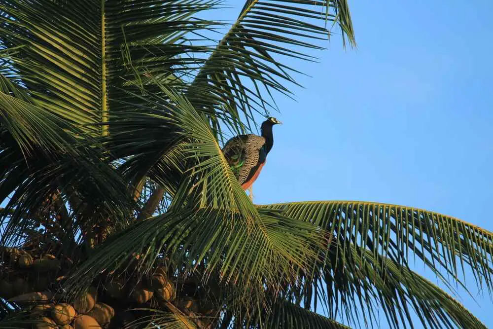 Can Peacocks Fly? How Far And How High? (Explained!) Bird Avid