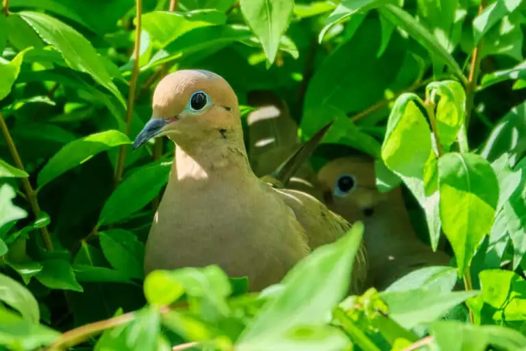 are-mourning-doves-smart