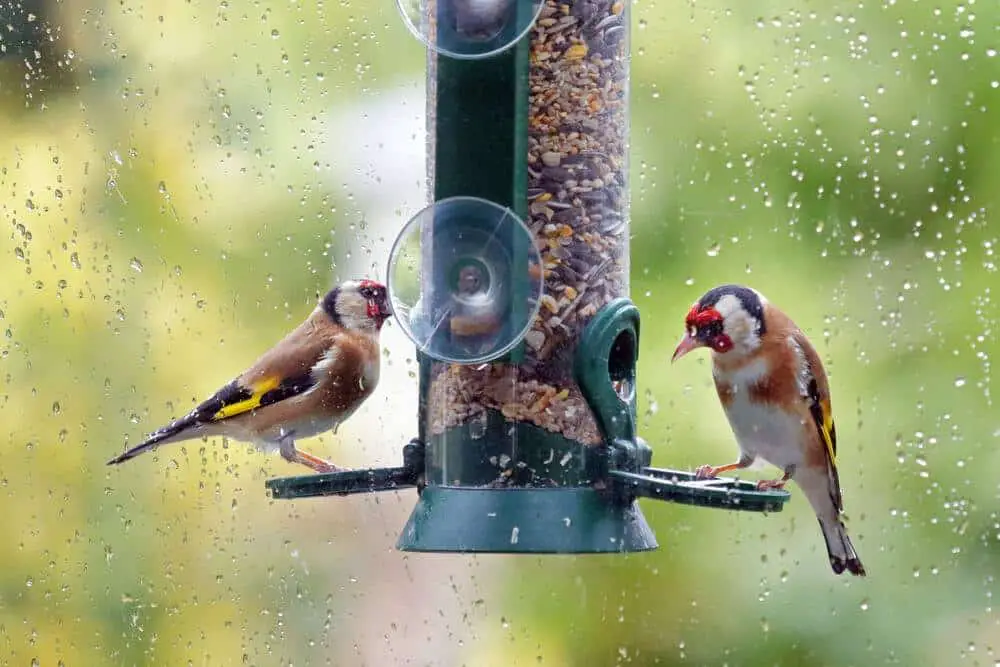 best-bird-feeder-for-rainy-weather