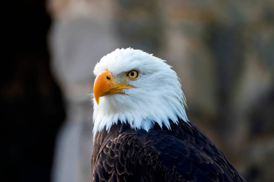 How Cold Can Bald Eagles Survive? [Explained] - Bird Avid