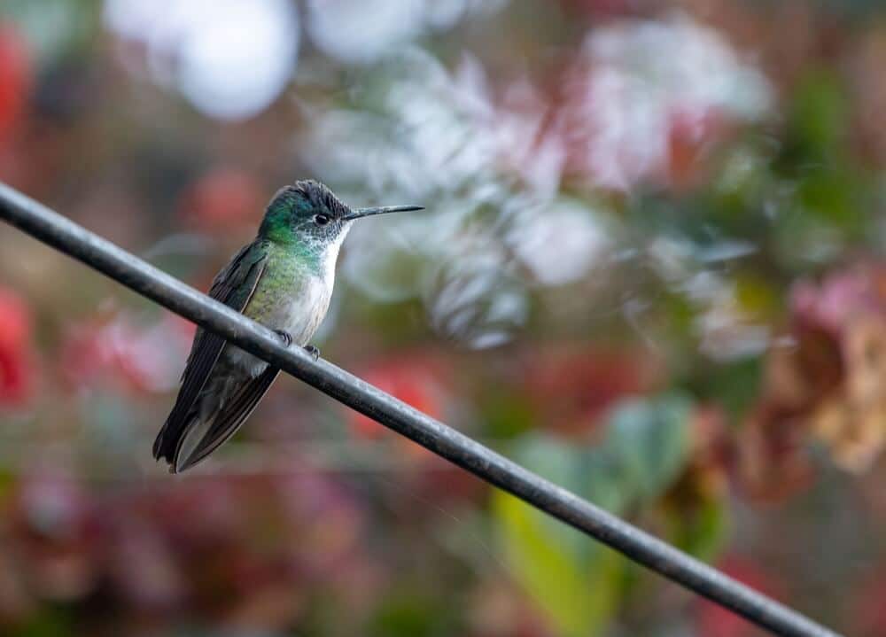 hummingbird-name-generator