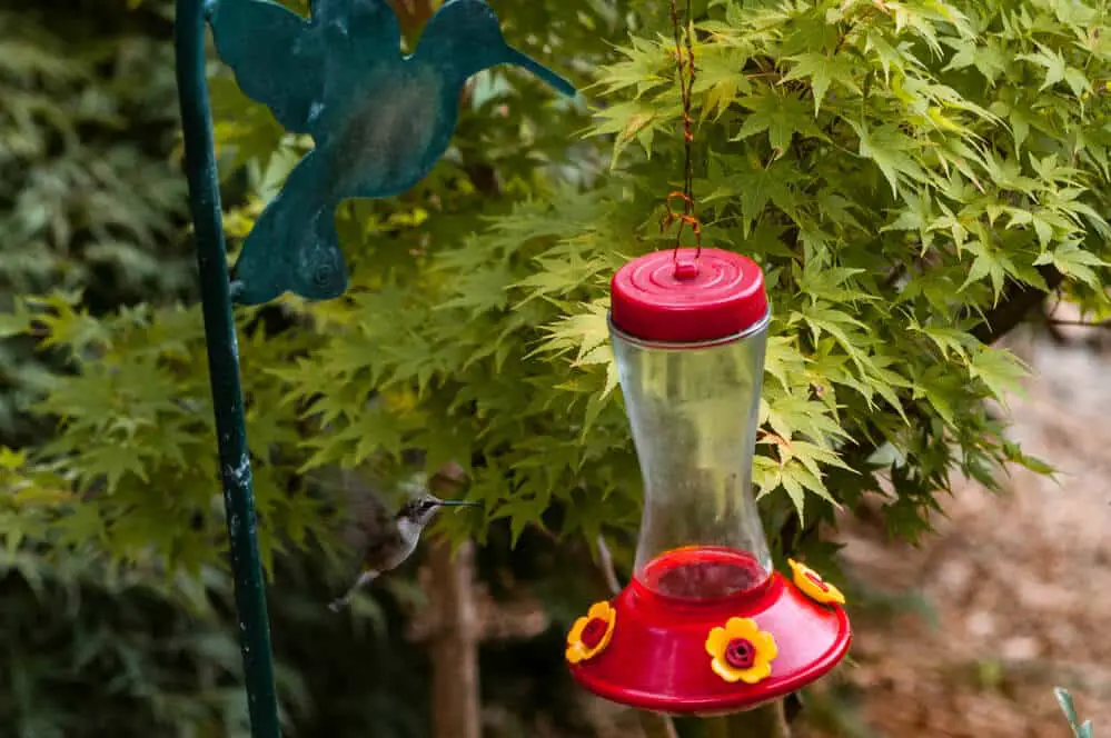 how-to-keep-wasps-off-hummingbird-feeder