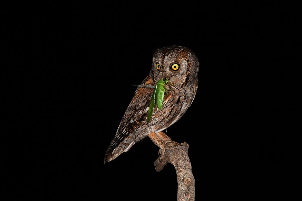 do-owls-eat-grasshoppers