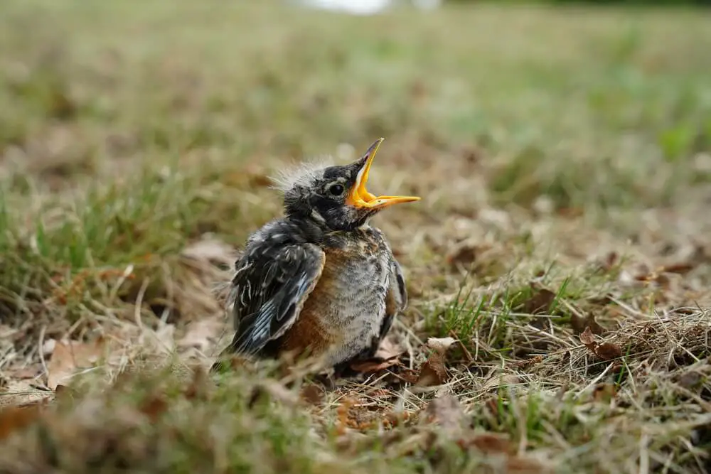 baby-american-robin-can-baby-robins-eat-mealworms