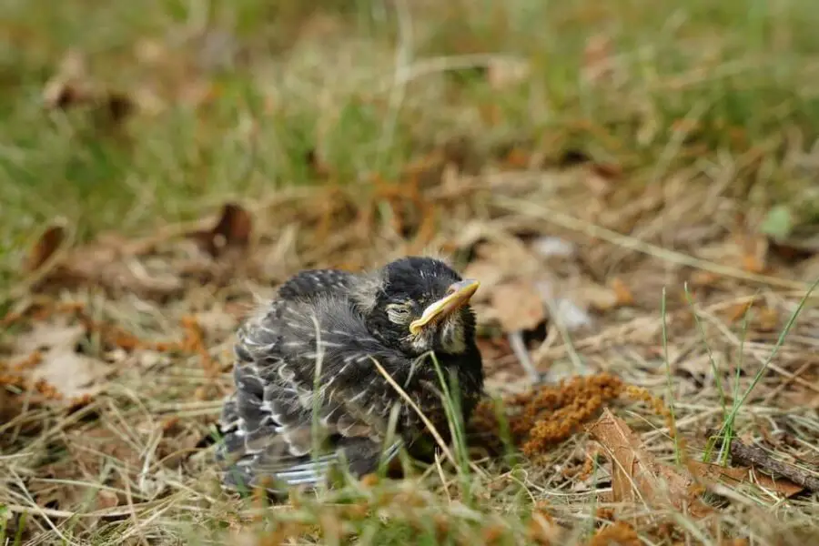 Can Baby Robins Eat Mealworms? (How And What To Consider) Bird Avid