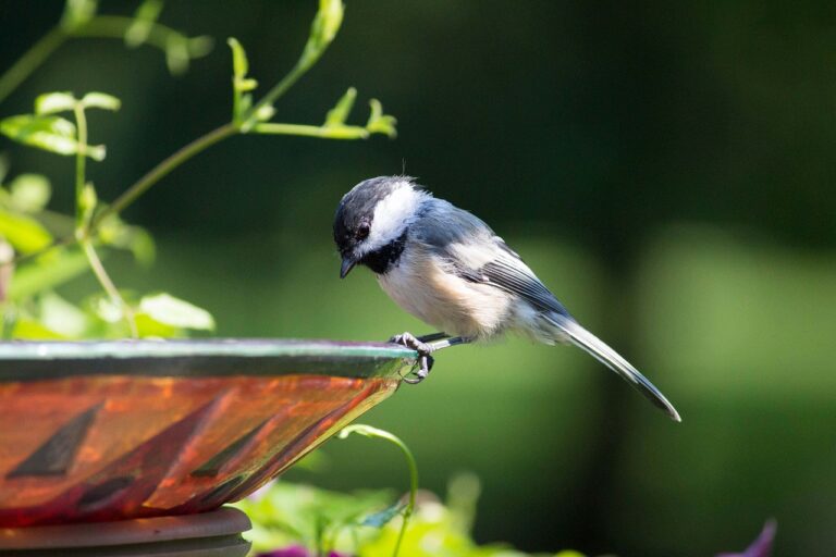 how to design a bird friendly garden