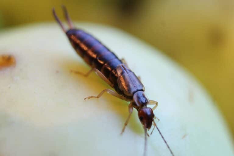 earwig out of hummingbird feeders