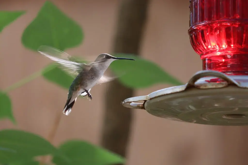 cool facts about hummingbird feeders